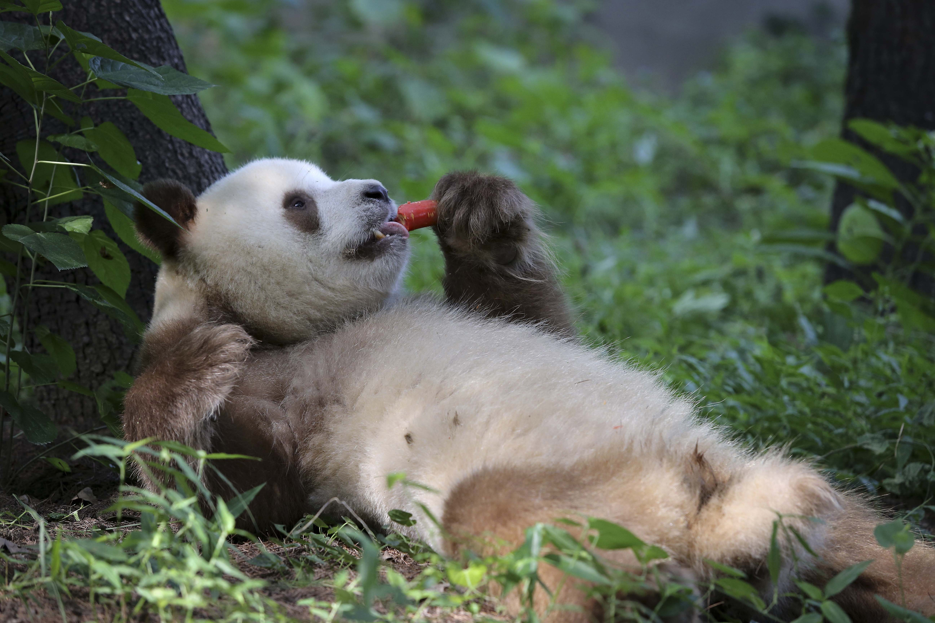 A Giant panda with rare brown-and-white fur eats a carrot at a natural conservation area in Qinling, Shaanxi province, September 6, 2013. The four-year-old giant panda was found in Qinling when it was a cub in 2009, according to local media. Picture taken September 6, 2013. REUTERS/China Daily (CHINA - Tags: ANIMALS SOCIETY TPX IMAGES OF THE DAY) CHINA OUT. NO COMMERCIAL OR EDITORIAL SALES IN CHINA