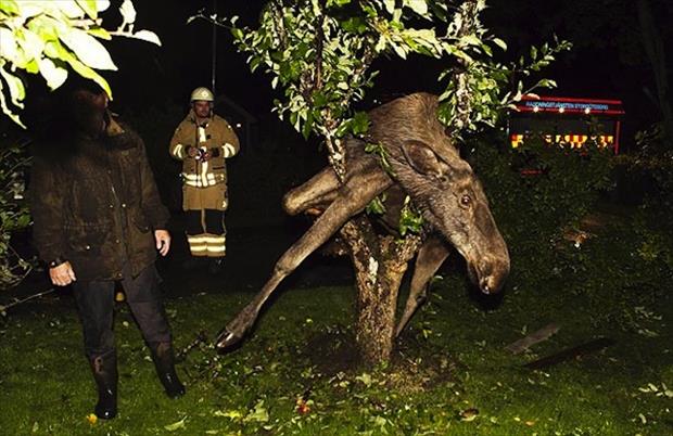 funny-animal-pictures-having-a-bad-day-2