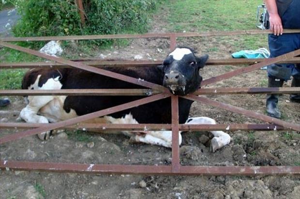 funny-animal-pictures-having-a-bad-day-7